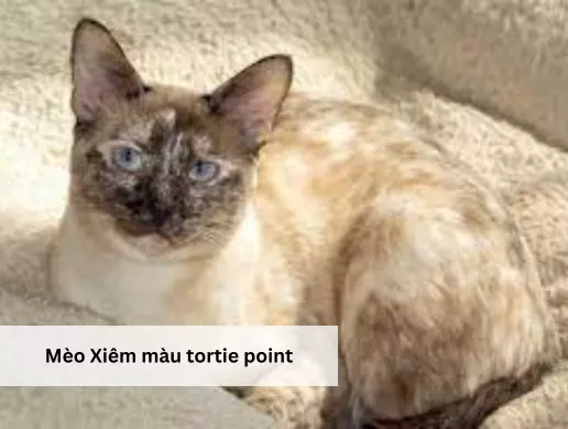 Mèo Xiêm màu tortie point