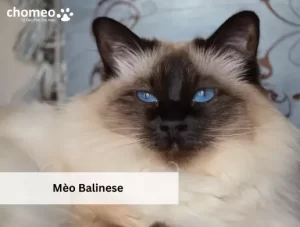 Mèo balinese