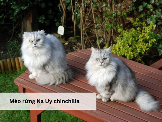 Mèo rừng Na Uy chinchilla