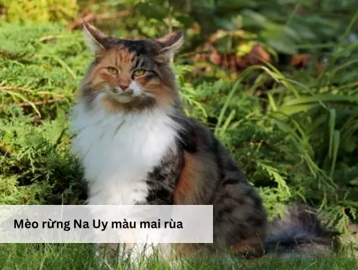 Mèo rừng Na Uy màu mai rùa