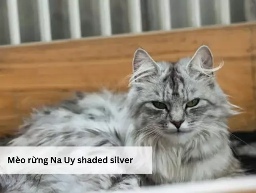 Mèo rừng Na Uy shaded silver