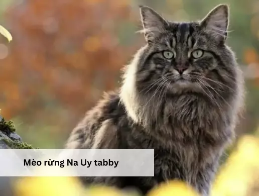 Mèo rừng Na Uy tabby