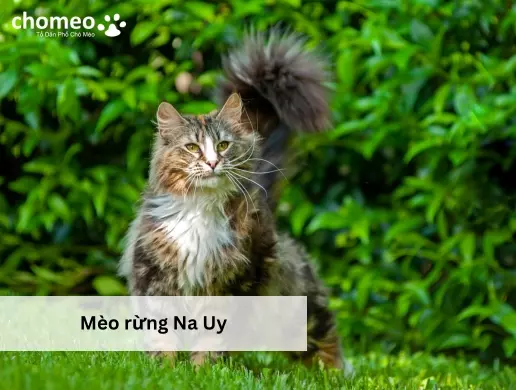 Mèo rừng Na Uy