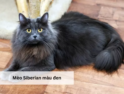 Mèo siberian màu đen