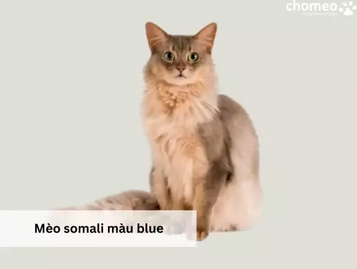 Mèo somali màu blue