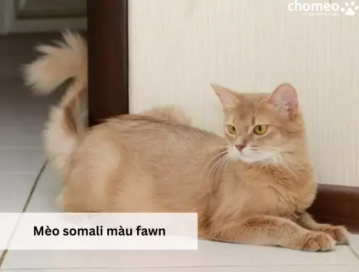 Mèo somali màu fawn