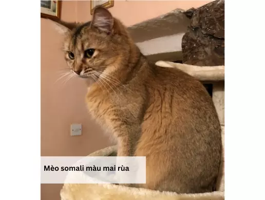 Mèo somali màu mai rùa