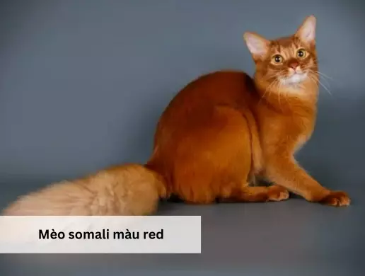 Mèo somali màu red