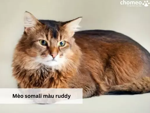 Mèo somali màu ruddy