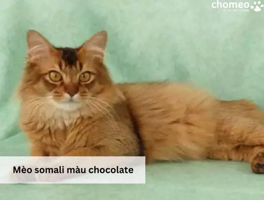 Mèo somali màu sô cô la
