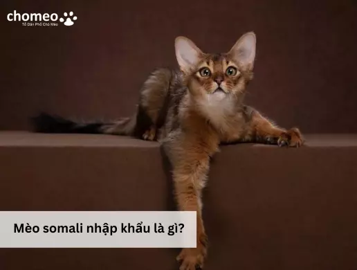 Mèo somali nhập khẩu là gì 