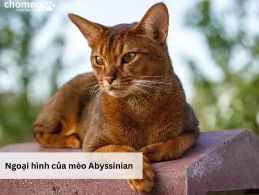 Ngoại hình của mèo Abyssinian