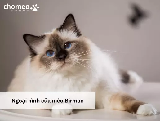 Ngoại hình của mèo Birman