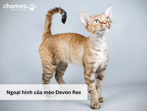 Ngoại hình của mèo Devon Rex