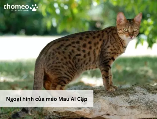 Ngoại hình của mèo Mau Ai Cập