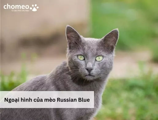Ngoại hình của mèo Russian Blue