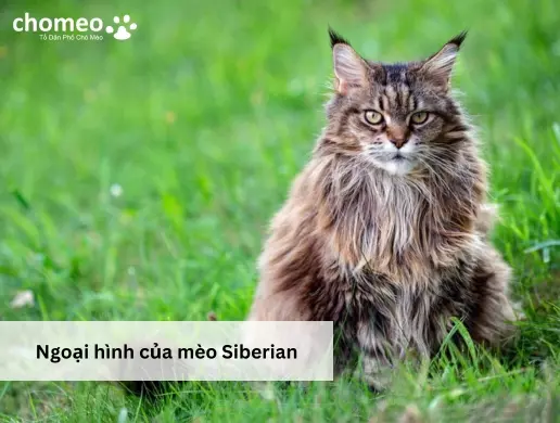 Ngoại hình của mèo Siberian