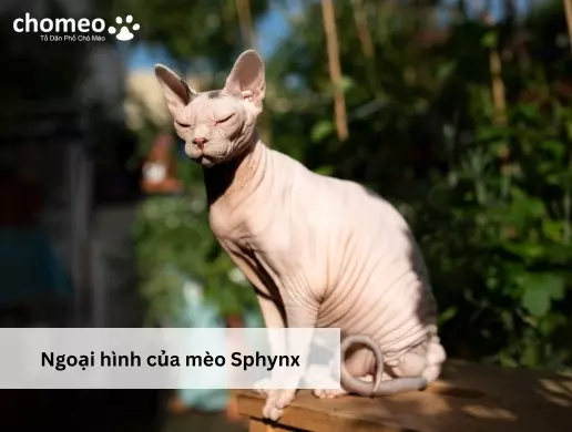 Ngoại hình của mèo Sphynx