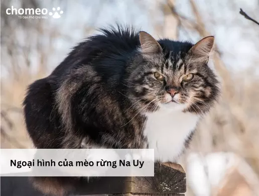 Ngoại hình của mèo rừng Na Uy