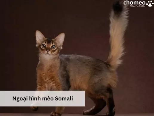 Ngoại hình mèo Somali