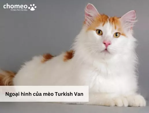 Ngoại hình mèo Turkish Van