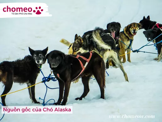 Nguồn gốc của Chó Alaska