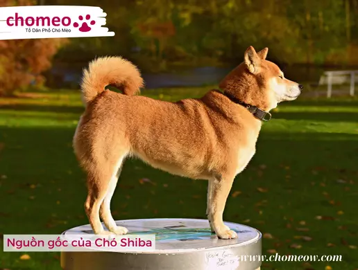 Nguồn gốc của Chó Shiba