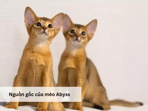 Nguồn gốc của mèo Abyss