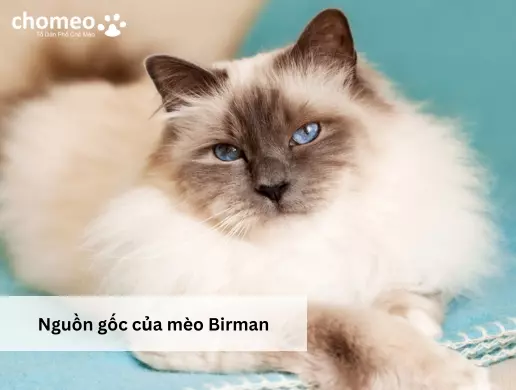 Nguồn gốc của mèo Birman