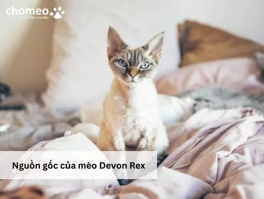 Ngoại hình của mèo Devon Rex