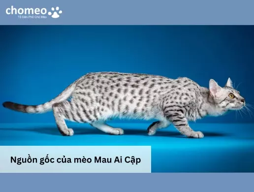 Nguồn gốc của mèo Mau Ai Cập