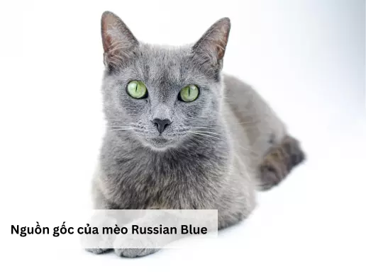 Nguồn gốc của mèo Russian Blue