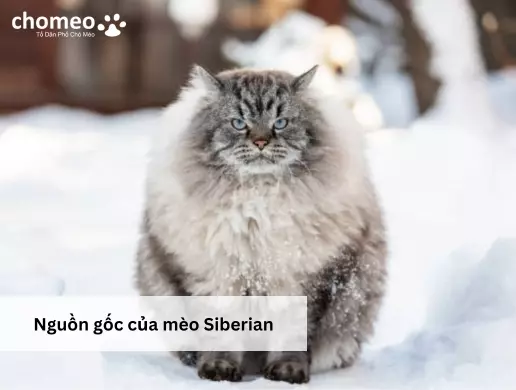 Nguồn gốc của mèo Siberian