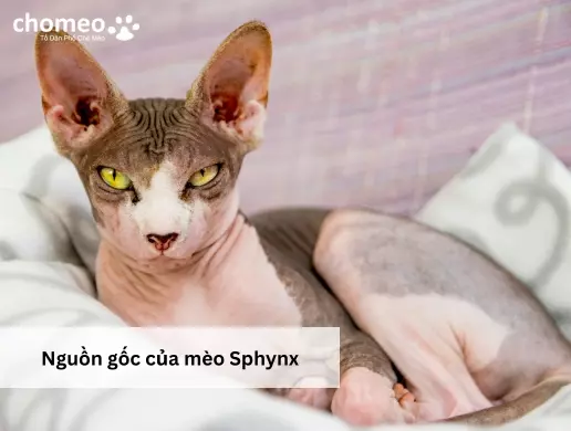 Nguồn gốc của mèo Sphynx