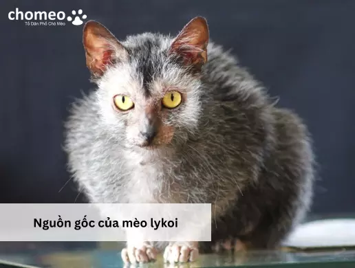 Nguồn gốc của mèo lykoi