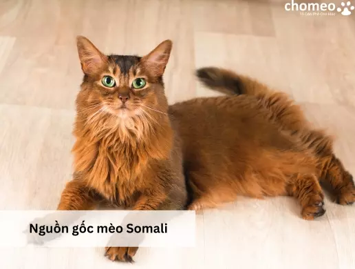 Nguồn gốc mèo Somali