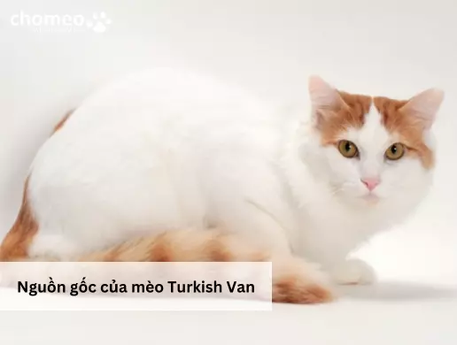 Nguồn gốc mèo Turkish Van
