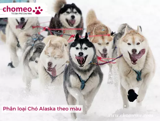 Phân loại Chó Alaska theo màu