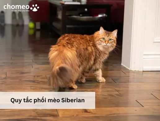 Quy tắc phối màu mèo Siberian