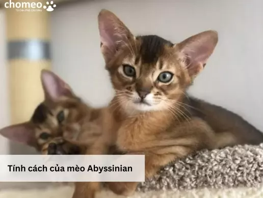 Tính cách của mèo Abyssinian