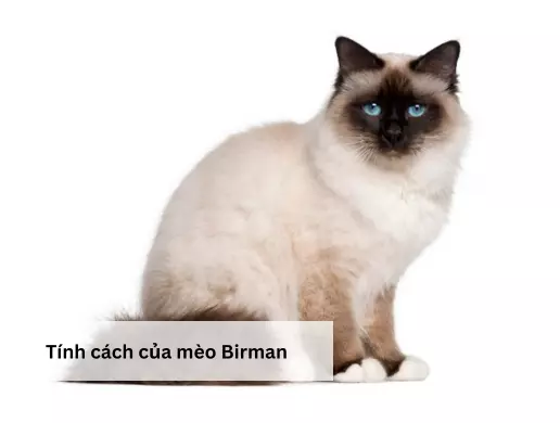 Tính cách của mèo Birman