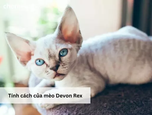 Tính cách của mèo Devon Rex