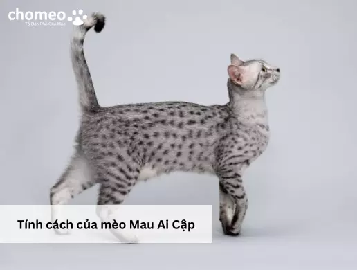 Tính cách của mèo Mau Ai Cập