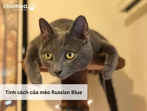 Tính cách của mèo Russian Blue