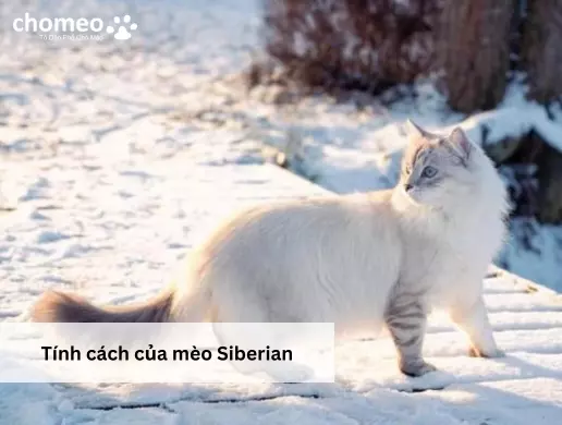 Tính cách của mèo Siberian