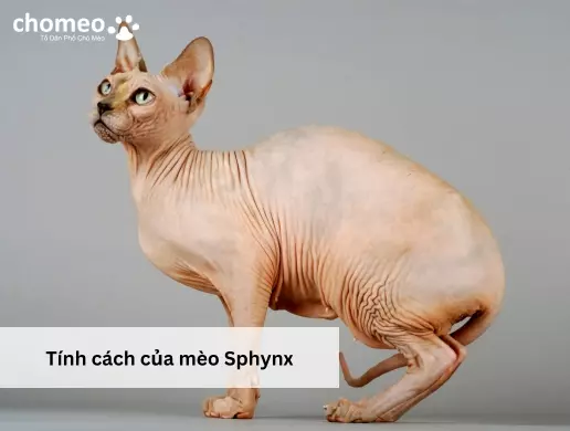 Tính cách của mèo Sphynx