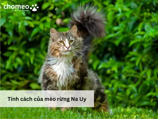 Tính cách của mèo rừng Na Uy