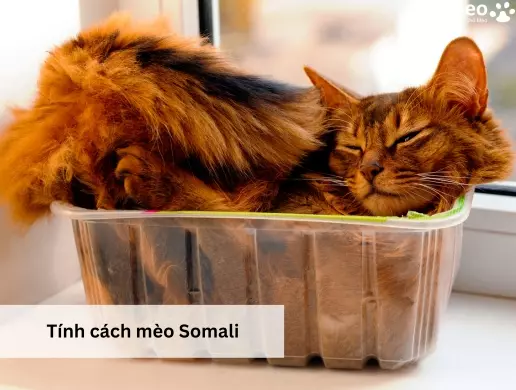 Tính cách mèo Somali