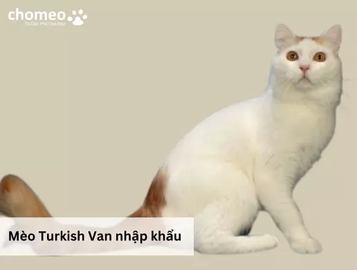 mèo Turkish Van nhập khẩu