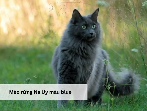 mèo rừng Na Uy màu blue